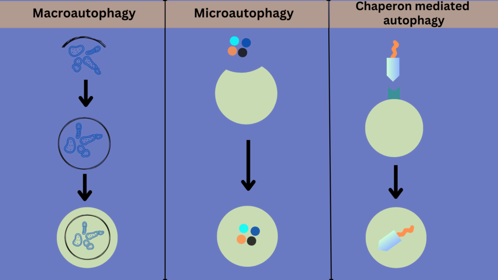 different forms of autophagy
