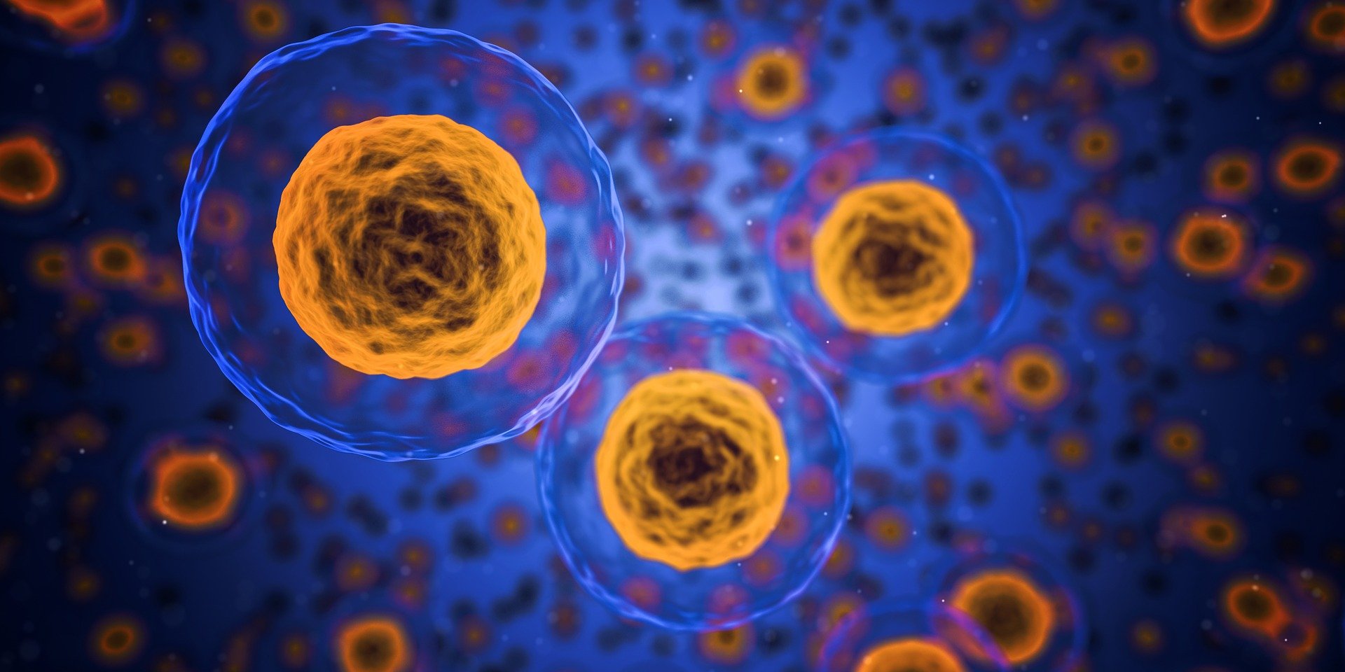 Main forms of autophagy