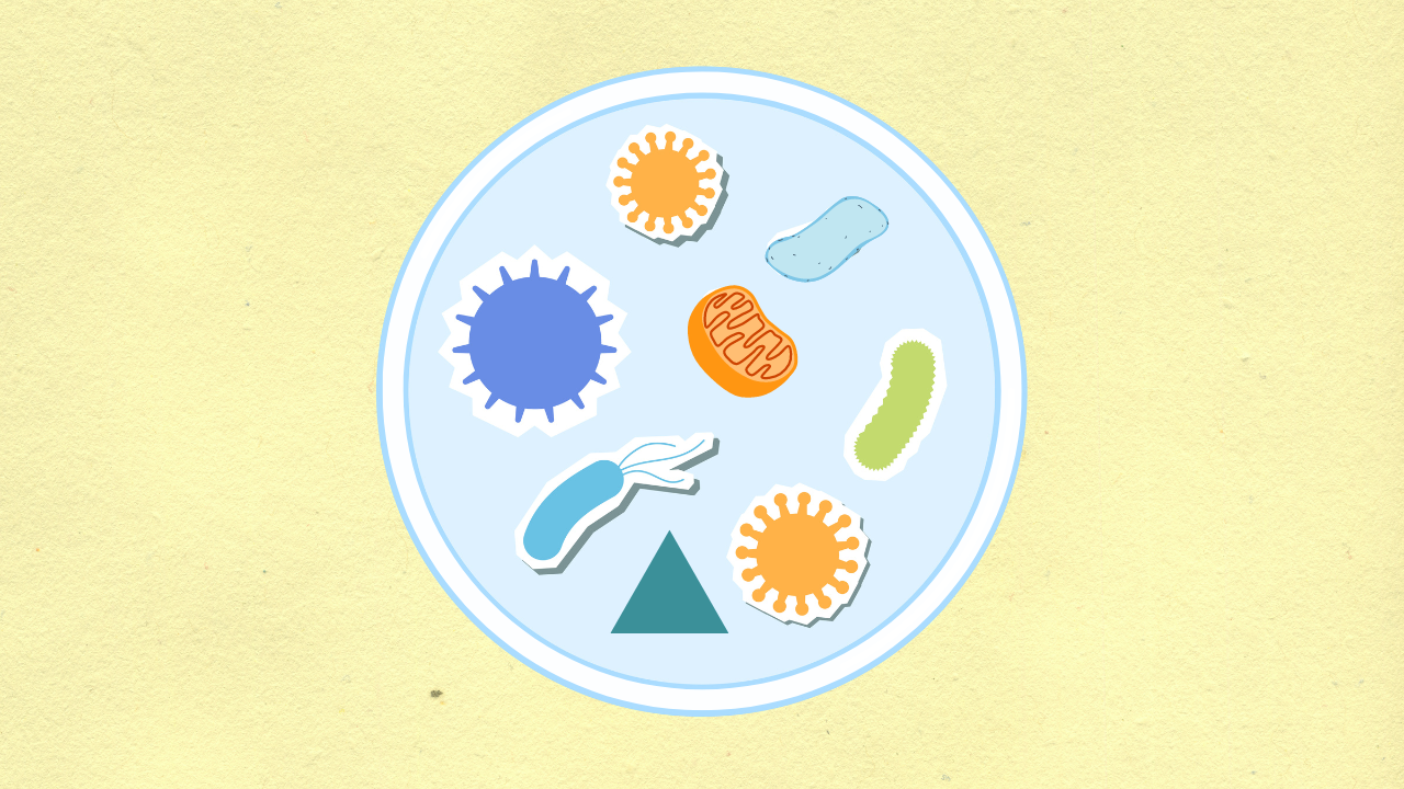 Why is autophagy important?