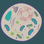 What benefits does autophagy offer?